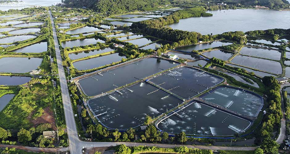 Dissolved Oxygen Monitoring: The Key to a Healthy Aquaculture System